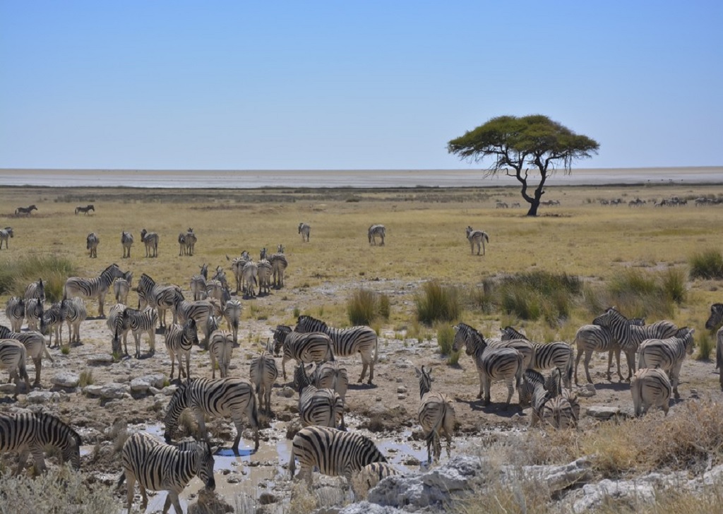 Meilleures p&eacute;riodes pour voir les animaux en Afrique
