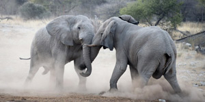 Rovos - Namibia - Walvis Bay - Pretoria -  15 au 26 novembre