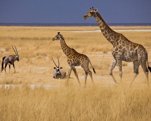 Afrique Girafe