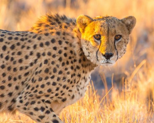 Cheetah in the Etosha National Park, Namibia's greatest wildlife reserve