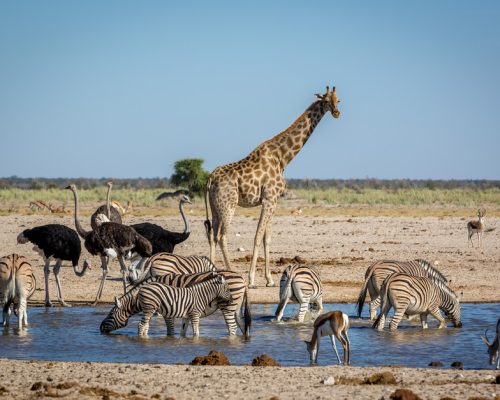Animails Roaming Around The Etosha National Park In Namibia, Southern Africa.