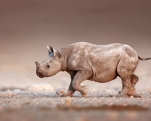 Baby Black Rhinoceros running over salty desert plains of Etosha